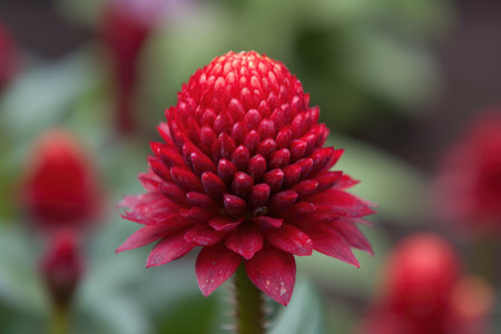 closeup of an unknown red flower in a garden, created with generative aiの素材