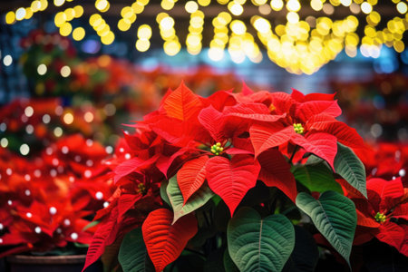 poinsettias with colorful christmas lights background, created with generative aiの素材