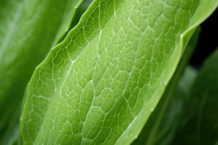 detailed shot showing veins and texture in an annual snapdragon leaf, created with generative aiの素材