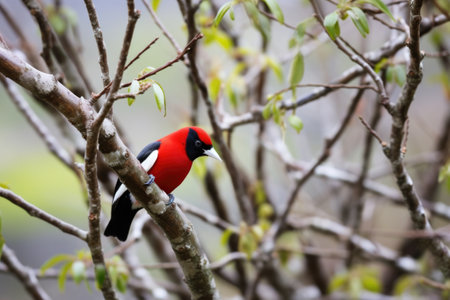 woodpecker tapping on a bark-covered tree, created with generative aiの素材