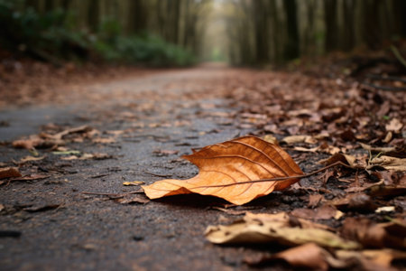 fallen leaf on lonely path, created with generative aiの素材