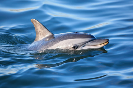 a dolphin swimming freely, far from fishing nets, created with generative aiの素材