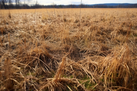 patches of brown, dying grass in a field, created with generative aiの素材