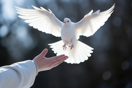 close up of hands holding white dove about to let it soar, created with generative aiの素材
