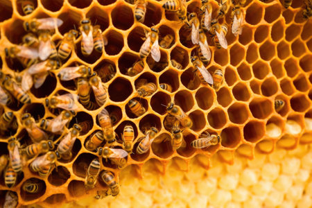 internal view of a beehive, showing frames filled with honeycomb, created with generative aiの素材