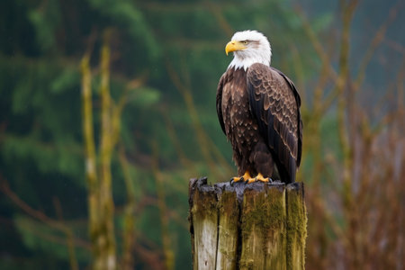 eagle perched on a national boundary post in a forest, created with generative aiの素材