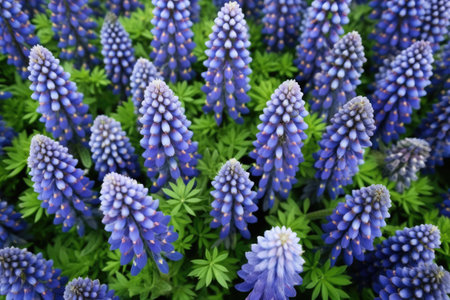 detailed shot of a lupine flowers surface pattern, created with generative aiの素材