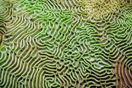 a close-up of vibrant brain coral in a reef, created with generative aiの素材