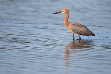 reddish egret hunting in a shallow saltwater bay, created with generative aiの素材