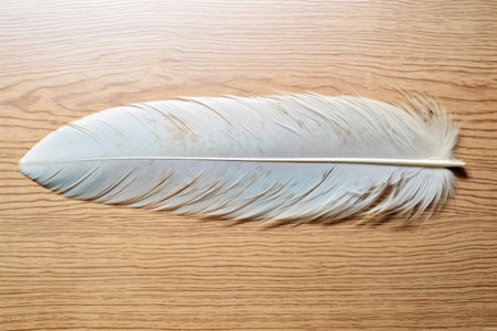 high-res shot of an albatross feather on a light-colored floor, created with generative aiの素材