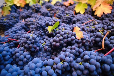 pile of biodynamically grown wine grapes, created with generative aiの素材