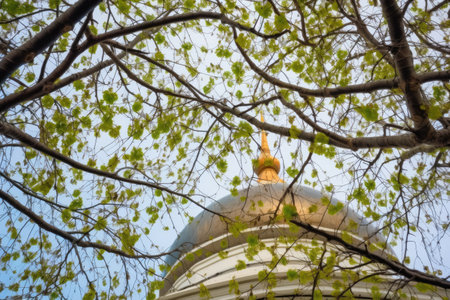 tree branches framing the dome of a mosque, created with generative aiの素材