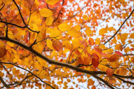 leaves changing color on a tree branch in autumn, created with generative aiの素材