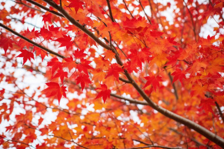 red autumn leaves on maple tree branch, created with generative aiの素材