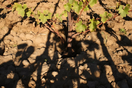 shadow of grapevines on soil, created with generative aiの素材