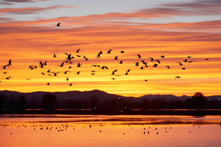 silhouette of birds flying over sanctuary at sunset, created with generative aiの素材