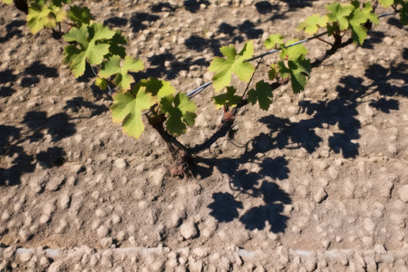 shadow of grapevines on soil, created with generative aiの素材