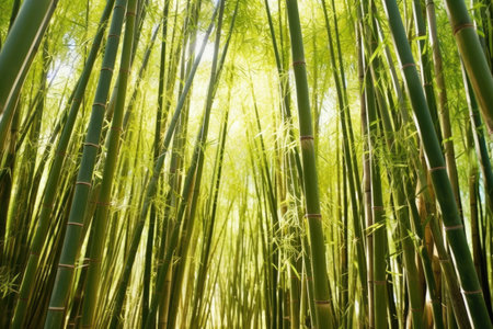 a bamboo forest with leaves filtering sunlight, created with generative aiの素材