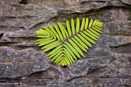 birds-eye view of fern leaf fossil on rough rock, created with generative aiの素材