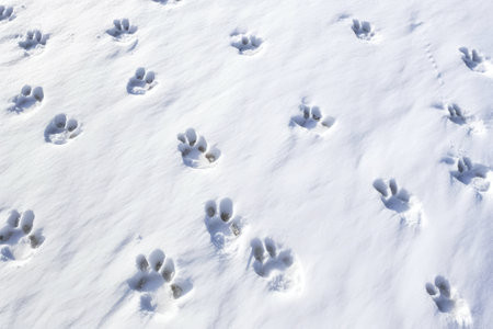overhead view of animal footprints in fresh snow, created with generative aiの素材
