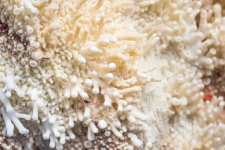 extreme close-up of damaged tissue on bleached coral, created with generative aiの素材