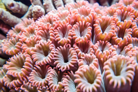 a detailed macro shot of polyp buds in a coral colony, created with generative aiの素材