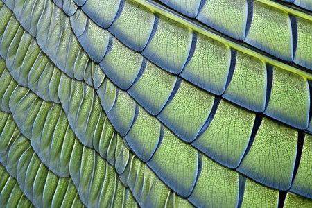 closeup view of dragonfly wings scales, created with generative aiの素材