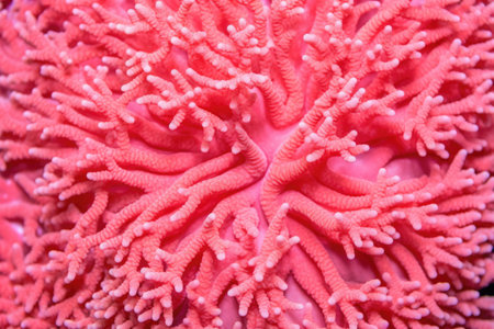 pink hard coral with intricate pattern, created with generative aiの素材