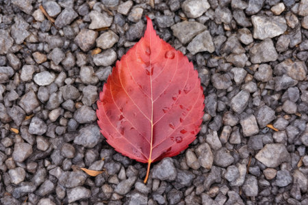 closeup picture of a red autumn leaf on gravel, created with generative aiの素材
