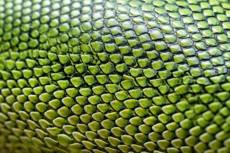 exotic lizards skin in detail, created with generative aiの素材