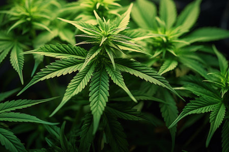 close-up of fan leaves on a cannabis plant in a greenhouse, created with generative aiの素材
