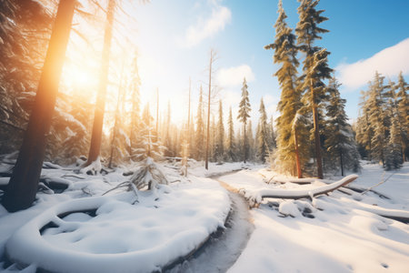 winding snowy path through a fir forestの素材