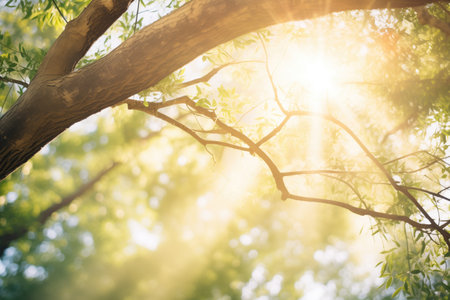 sun rays piercing through a thick canopyの素材