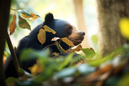 a sun bear foraging for food among leavesの素材