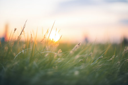 sun setting behind grassy horizonの素材