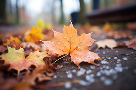 frost-tipped maple leaves on dirt pathの素材