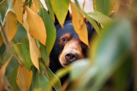sun bear hiding behind large forest leavesの素材