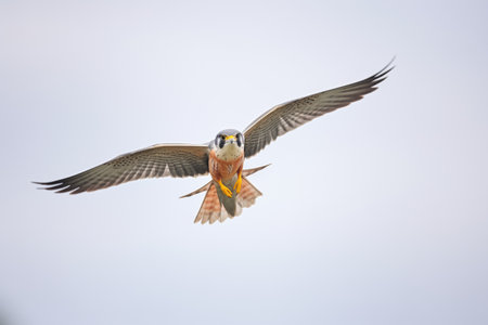 merlin with spread tail feathers during maneuverの素材