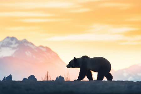 bear silhouette against sunset, mountains backdropの素材