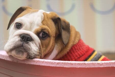 puppie english Bulldog Laying Down on the pink plastic basquetの写真素材