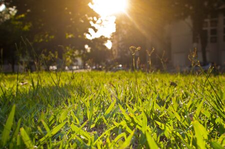 Orange sunlight refleting in green grass park at in cityの写真素材