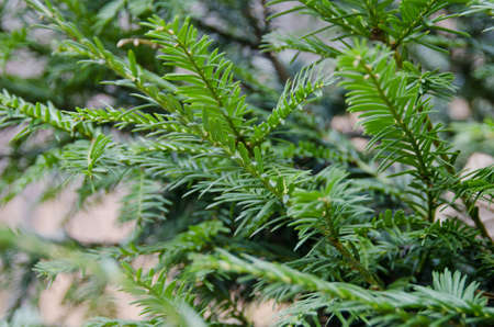 Beautiful tree branchの写真素材