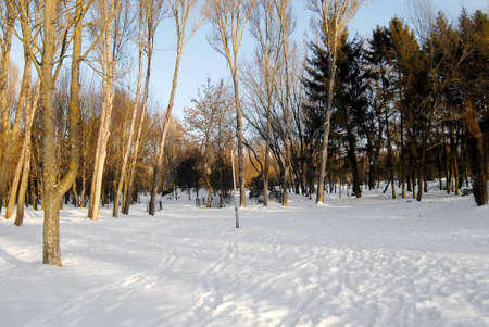 beautiful winter forestの写真素材