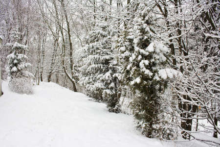 snow tree in winter forestの写真素材