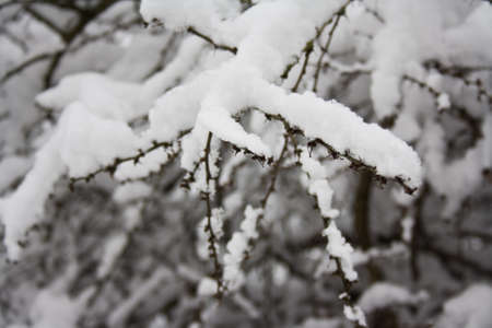 snow branch close-upの写真素材