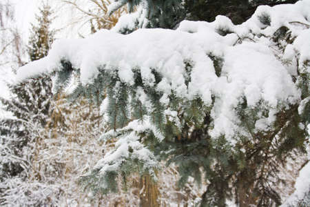 snow branch close-upの写真素材