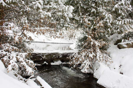 River in a winter forest の写真素材