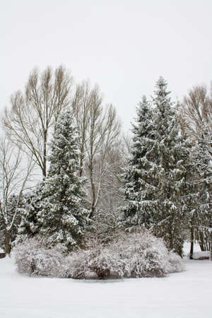 snow tree in winter parkの写真素材