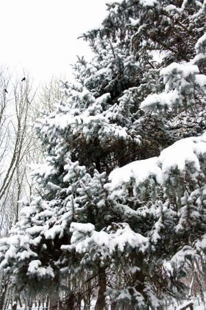 snow tree in winter parkの写真素材
