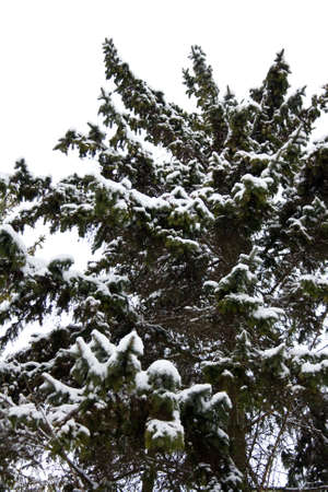 snow tree in winter parkの写真素材